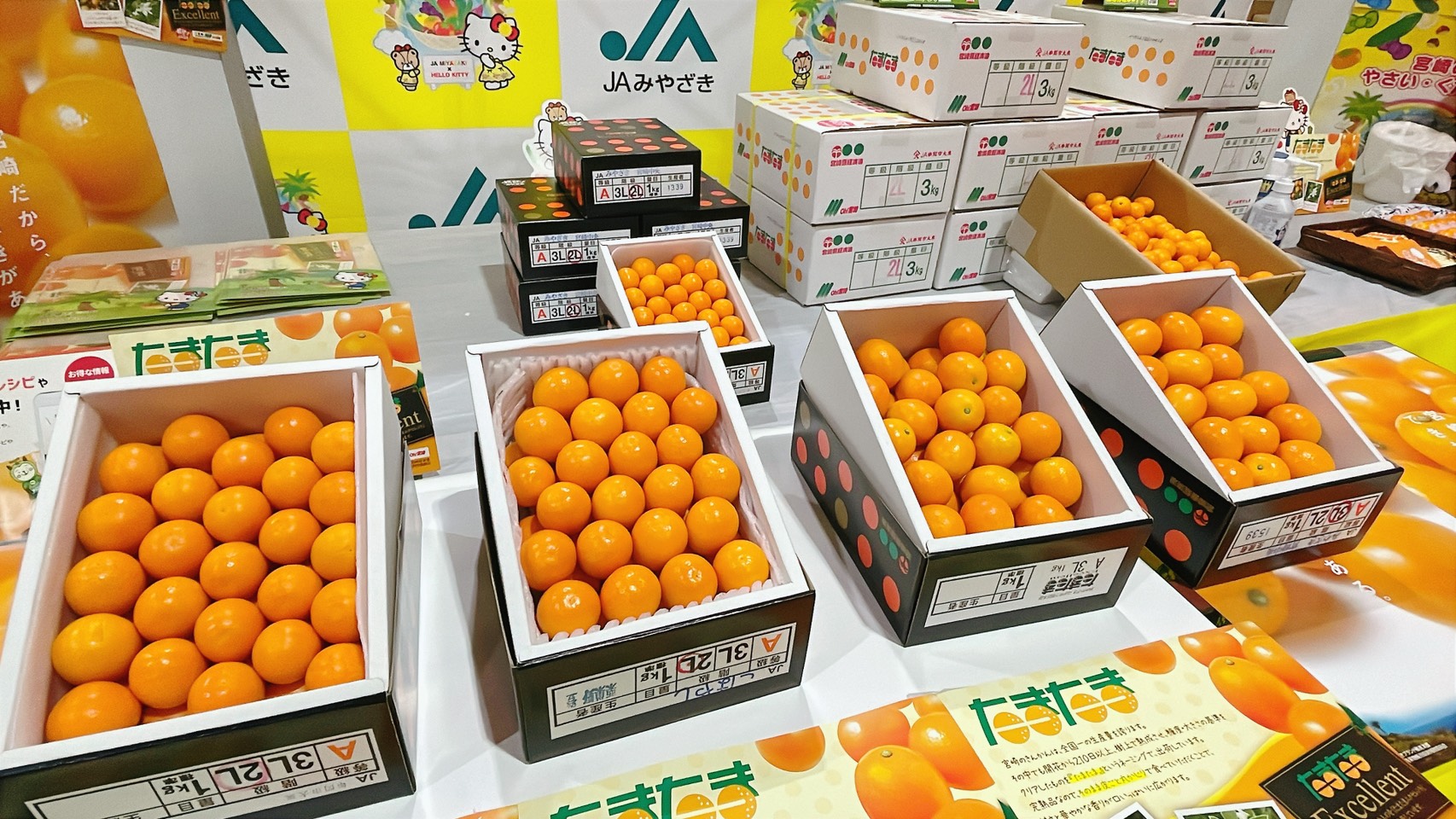JAみやざき 完熟きんかん「たまたま」解禁PR｜お知らせ｜福岡大同青果