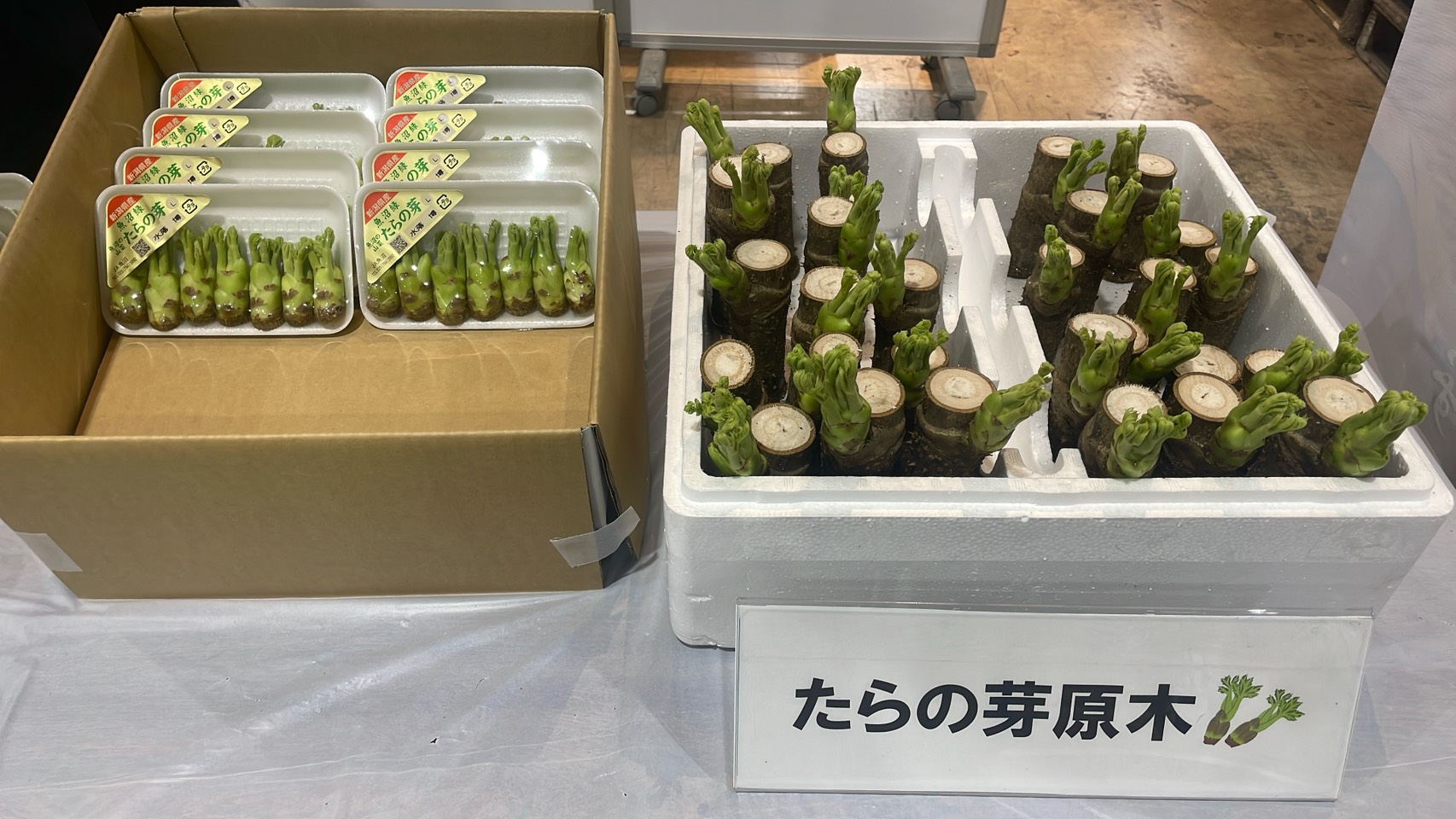 トップサン・まとめ売り６７枚 裏青＆裏緑 サンナップ公式 SUNNAP the STORE / NXGサスティナブルクリアカップ