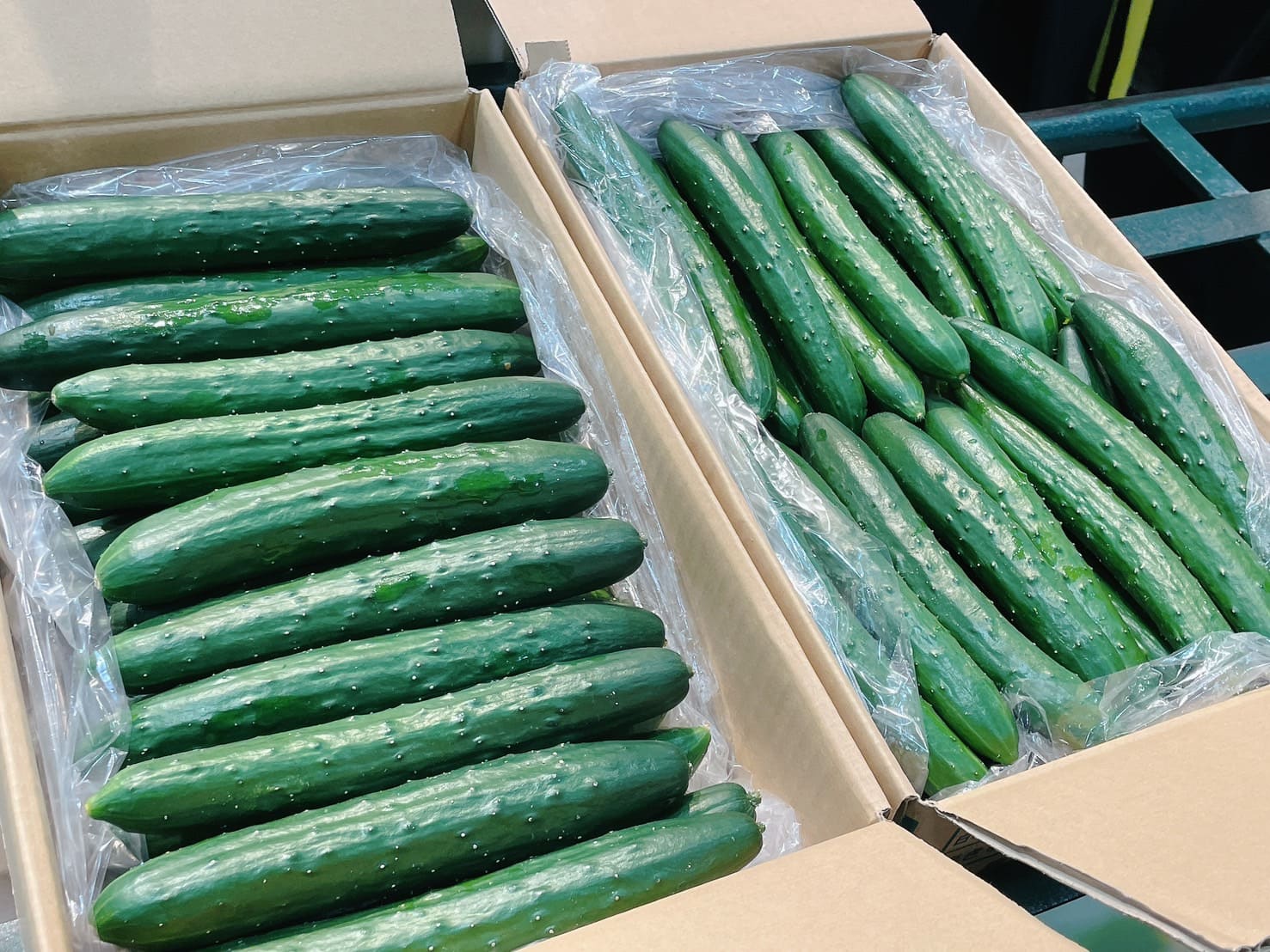 JA鹿児島きもつき 東串良 胡瓜部会の皆様が来場されました｜お知らせ